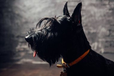 İskoç Terrier köpek yavrusu koyu bir arka planda stüdyoda poz