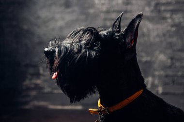 İskoç Terrier köpek yavrusu koyu bir arka planda stüdyoda poz