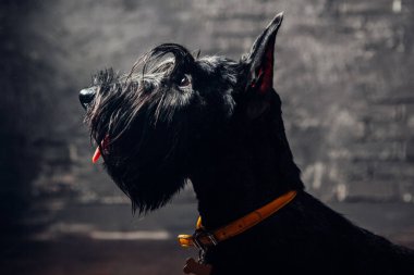 İskoç Terrier köpek yavrusu koyu bir arka planda stüdyoda poz