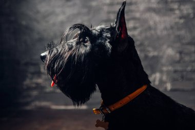 İskoç Terrier köpek yavrusu koyu bir arka planda stüdyoda poz