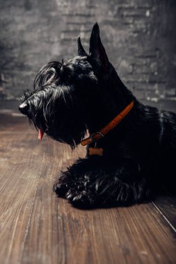 İskoç Terrier köpek yavrusu koyu bir arka planda stüdyoda poz