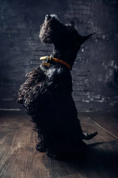 Scottish Terrier Cachorro Está Posando Estudio Sobre Fondo Oscuro — Foto de Stock