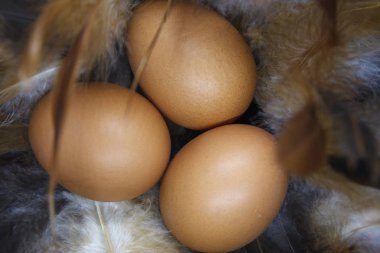 Beyaz arka planda paskalya yumurtaları