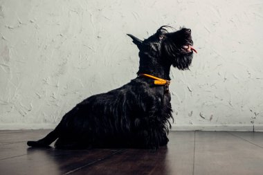 İskoç Terrier köpek yavrusu bir ışık arka planda stüdyoda poz