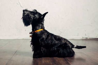 İskoç Terrier köpek yavrusu bir ışık arka planda stüdyoda poz