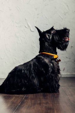 İskoç Terrier köpek yavrusu bir ışık arka planda stüdyoda poz