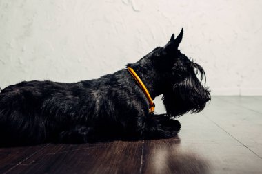 İskoç Terrier köpek yavrusu bir ışık arka planda stüdyoda poz