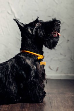 İskoç Terrier köpek yavrusu bir ışık arka planda stüdyoda poz