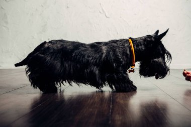 İskoç Terrier köpek yavrusu bir ışık arka planda stüdyoda poz