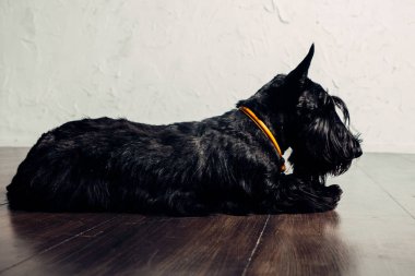 İskoç Terrier köpek yavrusu bir ışık arka planda stüdyoda poz