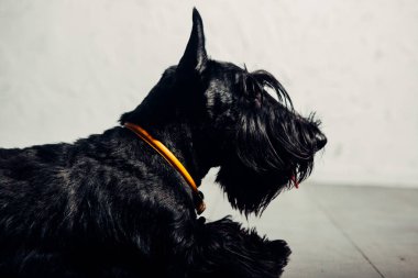 İskoç Terrier köpek yavrusu bir ışık arka planda stüdyoda poz
