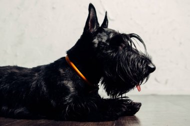 İskoç Terrier köpek yavrusu bir ışık arka planda stüdyoda poz