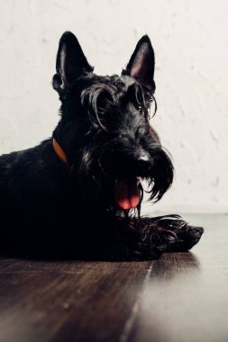 İskoç Terrier köpek yavrusu bir ışık arka planda stüdyoda poz