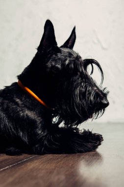 İskoç Terrier köpek yavrusu bir ışık arka planda stüdyoda poz