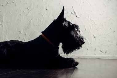 İskoç Terrier köpek yavrusu bir ışık arka planda stüdyoda poz