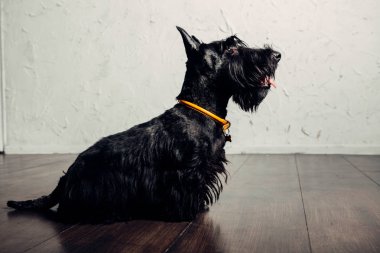 İskoç Terrier köpek yavrusu bir ışık arka planda stüdyoda poz