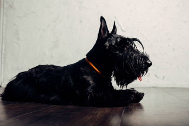 İskoç Terrier köpek yavrusu bir ışık arka planda stüdyoda poz