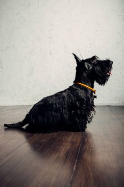 İskoç Terrier köpek yavrusu bir ışık arka planda stüdyoda poz