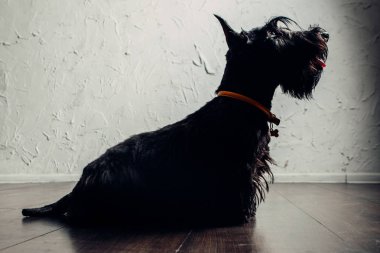 İskoç Terrier köpek yavrusu bir ışık arka planda stüdyoda poz