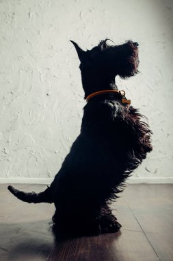 İskoç Terrier köpek yavrusu bir ışık arka planda stüdyoda poz