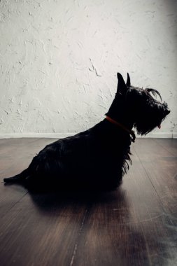 İskoç Terrier köpek yavrusu bir ışık arka planda stüdyoda poz