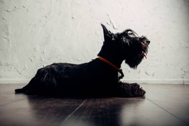 İskoç Terrier köpek yavrusu bir ışık arka planda stüdyoda poz