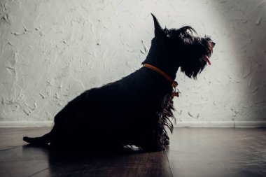 İskoç Terrier köpek yavrusu bir ışık arka planda stüdyoda poz