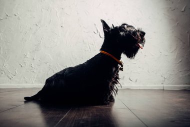 İskoç Terrier köpek yavrusu bir ışık arka planda stüdyoda poz