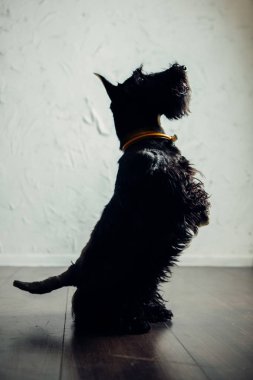 İskoç Terrier köpek yavrusu bir ışık arka planda stüdyoda poz