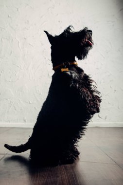 İskoç Terrier köpek yavrusu bir ışık arka planda stüdyoda poz