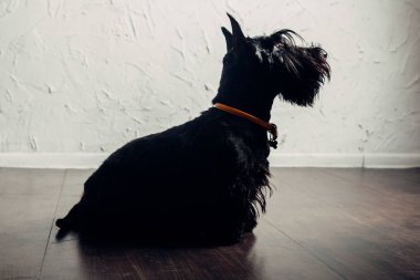 İskoç Terrier köpek yavrusu bir ışık arka planda stüdyoda poz