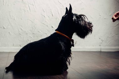 İskoç Terrier köpek yavrusu bir ışık arka planda stüdyoda poz