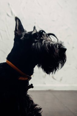 İskoç Terrier köpek yavrusu bir ışık arka planda stüdyoda poz