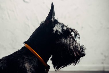 İskoç Terrier köpek yavrusu bir ışık arka planda stüdyoda poz