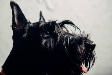 İskoç Terrier köpek yavrusu bir ışık arka planda stüdyoda poz
