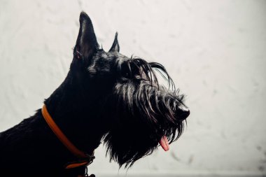 İskoç Terrier köpek yavrusu bir ışık arka planda stüdyoda poz