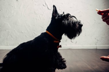 İskoç Terrier köpek yavrusu bir ışık arka planda stüdyoda poz