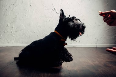 İskoç Terrier köpek yavrusu bir ışık arka planda stüdyoda poz