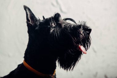 İskoç Terrier köpek yavrusu bir ışık arka planda stüdyoda poz