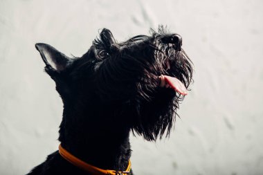 İskoç Terrier köpek yavrusu bir ışık arka planda stüdyoda poz
