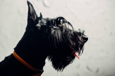 İskoç Terrier köpek yavrusu bir ışık arka planda stüdyoda poz