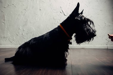 İskoç Terrier köpek yavrusu bir ışık arka planda stüdyoda poz