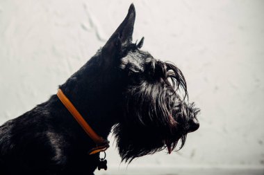 İskoç Terrier köpek yavrusu bir ışık arka planda stüdyoda poz
