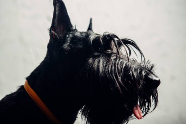 İskoç Terrier köpek yavrusu bir ışık arka planda stüdyoda poz