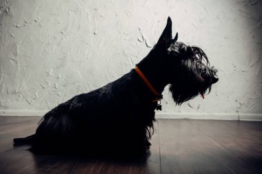 İskoç Terrier köpek yavrusu bir ışık arka planda stüdyoda poz