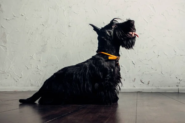 Scottish Terrier Cachorro Está Posando Estudio Sobre Fondo Claro — Foto de Stock