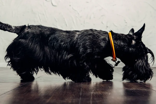 İskoç Terrier köpek yavrusu bir ışık arka planda stüdyoda poz
