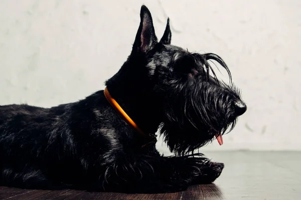 Szkocki Terrier Szczeniak Jest Stwarzające Studio Jasnym Tle — Zdjęcie stockowe