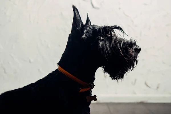 Scottish Terrier Puppy Posing Studio Light Background — Stock Photo, Image