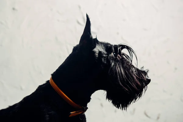 Scottish Terrier Puppy Posing Studio Light Background — Stock Photo, Image